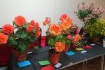 Downend Flower Show displays